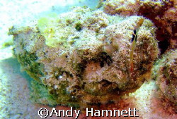Stonefish on the seabed. Moments later he took a fish and... by Andy Hamnett 